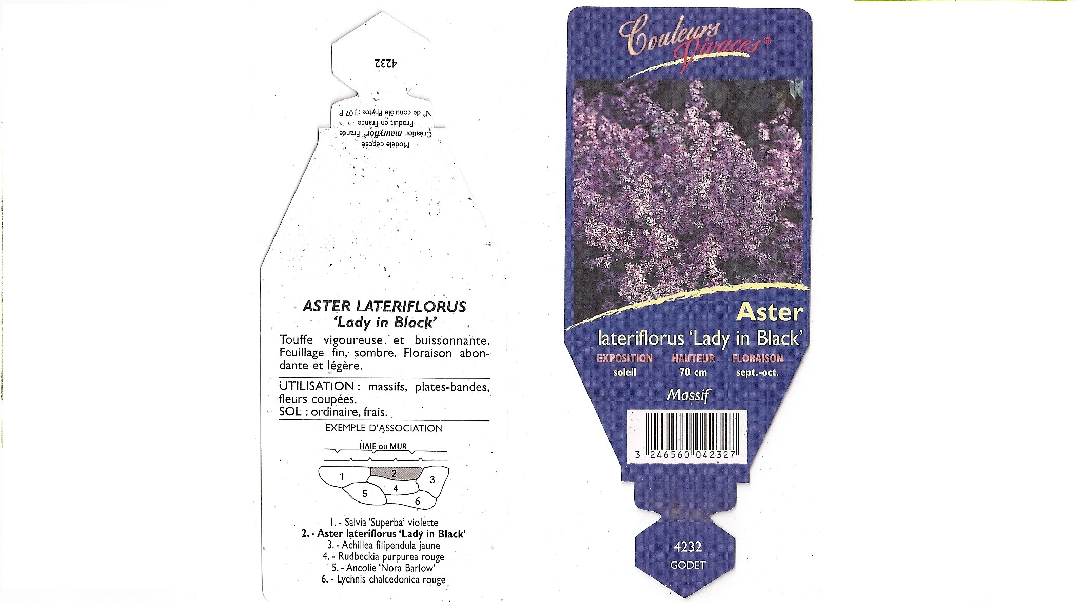 Aster Lady in black.jpg